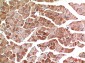 MyoD Polyclonal Antibody